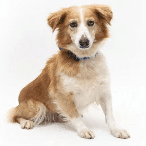 Nani - Mixed breed female, 30 lbs, light brown and white, looks like medium sized sheltie or mini aussie. Available for adoption at Wallis Annenberg Petspace in Playa Vista, CA